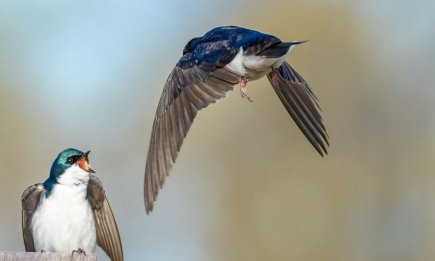 Куда исчезли ласточки в Украине и правда ли, что их гнезда нельзя трогать