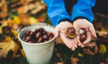 Каштаны – это деньги под ногами: как украинцы зарабатывают на осеннем урожае
