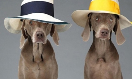 Собаки стали моделями в рекламной кампании Acne