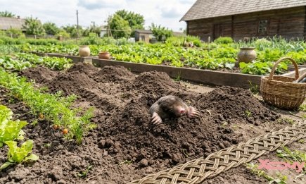 Убегут с участка и больше не вернутся: народные способы навсегда выгнать кротов из огорода