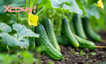 Допоможуть два продукти з вашої кухні: що дати огіркам, щоб збирати врожай відрами