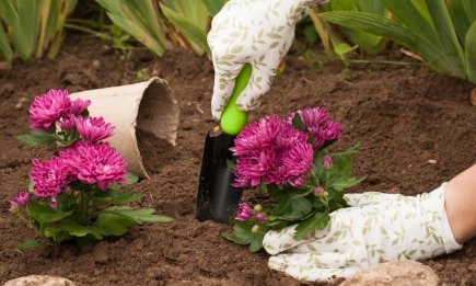 Как разделить 1 хризантему на 30 кустов: секрет пышной клумбы