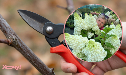 Садівниця розкрила секрет гігантських квітів гортензії: зріжте це у куща просто зараз (ВІДЕО)