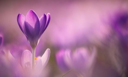 На сколько процентов вы — "весна"? Выберите цветок и получите неожиданное предсказание