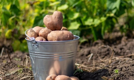 Когда копать картошку: признаки, указывающие, что пора собирать урожай