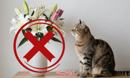 Обережно, букет! Як обрати квіти на 8 Березня, щоб котик чи песик не постраждав