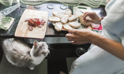 Отрута в мисці: чому котяча реакція на ковбасу не може бути "знаком якості"