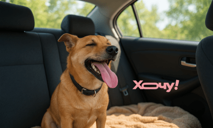 Не тому, що сумуватиме: чому влітку потрібно брати улюбленця з собою, а не залишати в машині