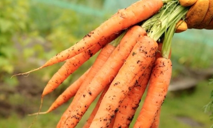 Элементарная подкормка для моркови: плоды будут огромными и сладкими
