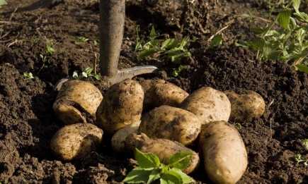 Копати картоплю теж треба вміти! 2 моменти, які постійно упускають недосвідчені дачники