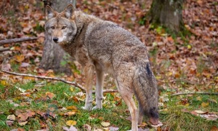 Волки и лисы — не "санитары леса": почему эти хищники могут быть опасны