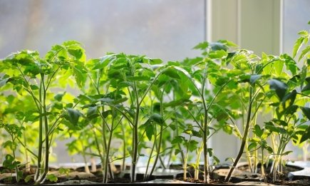 Якщо томатна розсада витягується, потрібне дешеве добриво: з ним стебла будуть міцненькі