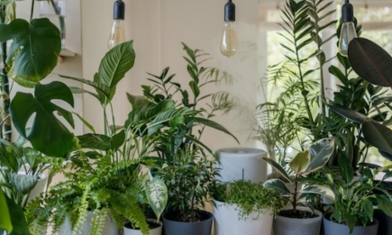 Эти 5 растений привлекут в ваш дом деньги