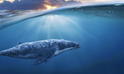 Смерть от мусора: в Италии в теле беременной самки кита нашли 22 кг пластика