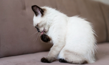 Чем опасна скука у кошек: почему животное безостановочно вылизывается и какие могут быть последствия