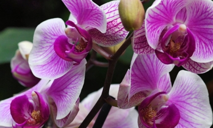 Як поливати орхідеї: правильний спосіб, щоб квіти не хворіли