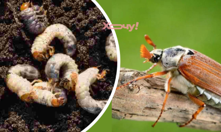 От личинок майского жука не останется и следа: народные методы, проверенные поколениями