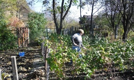 В які дні сіяти редиску, а в які - виривати бур'ян: календар городника на липень 2025