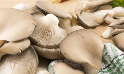 "Короны" на деревьях: где растут грибы вешенки и как их собирать (ФОТО, ВИДЕО)