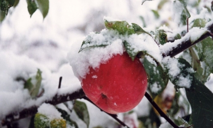 Простая процедура спасет яблони от холода зимой: проверенный метод