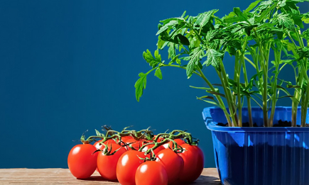 Гігантські плоди з мінімальними зусиллями: що покласти у лунку при посадці помідорів