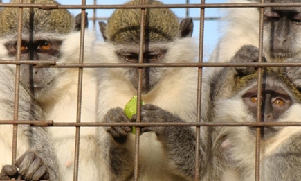 Зоопарки на карантине: как проходит жизнь у животных и скучают ли они по посетителям (ФОТО)