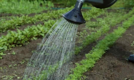 Будьте осторожны: в жару весь огород можно уничтожить водой
