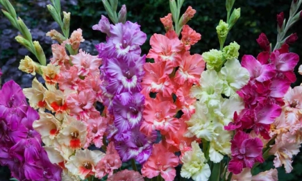Как вырастить самые красивые гладиолусы: секреты ухода за капризным цветком