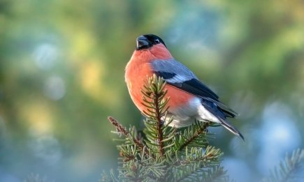 Куда исчезли снегири: почему символ украинской зимы все реже появляется в городах