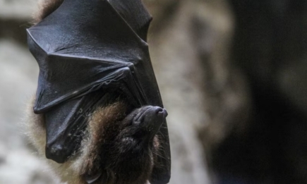 Летающие животные или вампиры: шокирующие факты о летучих мышах