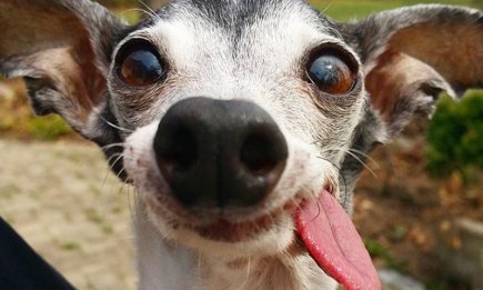 Жодної думки в очах, тільки чисте щастя: ці кумедні пси змусять вас усміхнутися