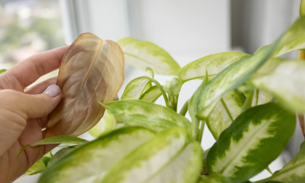 Если листья диффенбахии сохнут, растение просит о помощи: как его спасти