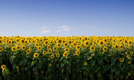 Не космос и не IT: в чем Украина номер один в мире