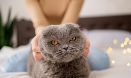5 важных "НЕ" для владельцев кошек: рассказываем, как вы сами вредите своему любимцу