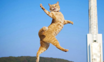 Танцуют все, но не всем это стоит видеть: эпическая подборка ко Дню хореографа