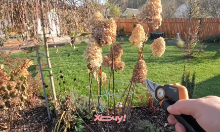 Срежьте это у гортензии сейчас – и она станет пышным цветущим шаром: правила обрезки (ВИДЕО)