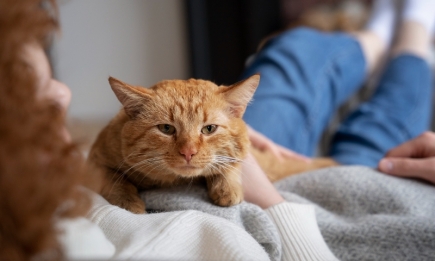 "Кошачий массаж": почему не стоит ругаться, когда котик топчет вас лапками
