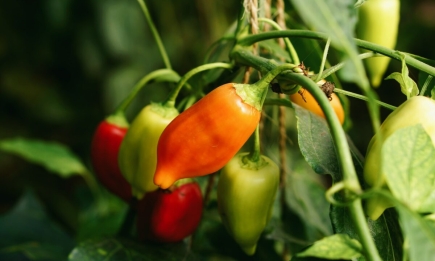 Хитрый метод высадки перца: секреты молдавских огородников