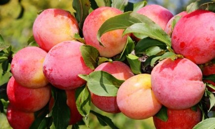 Сливы этого сорта по вкусу, как ананас: как выбрать для своего участка самое лучшее дерево