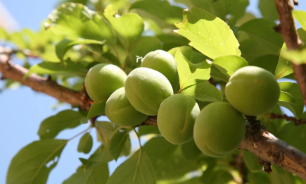 Чому абрикос скидає зелені плоди: як врятувати врожай