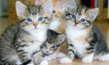 Тільки 1 з 5 обирає цю кішку: експрес-тест, який одразу покаже, чи чекати вам великого успіху