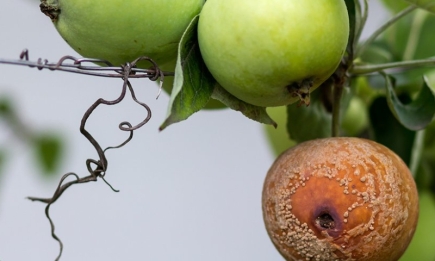Если яблоки гниют на дереве: простой метод навсегда избавит от проблемы