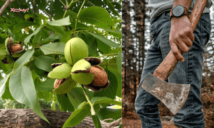 Прикмети про горіх — куди його садити, де рубати, і яка містична сила цього дерева