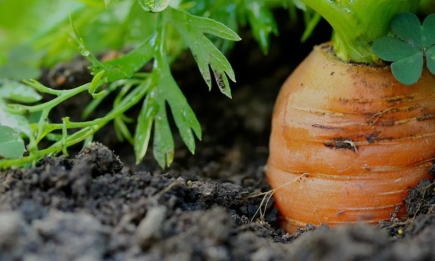 Чому тріскається морква в землі: назвали три основні причини