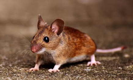 Мыши будут вылетать из дома как ошпаренные: секретный метод с носками, работающий даже в сильные морозы