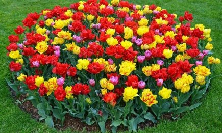 Эти 5 цветов можно посадить в январе: весной будете иметь цветущий сад