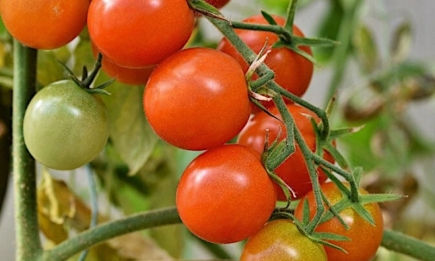 Как обрезать кусты помидоров, чтобы собирать щедрый урожай