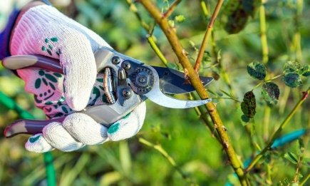 Городні хитрощі: що треба зробити в березні, щоб земля "віддячила" великими овочами