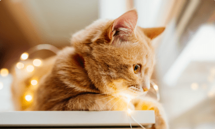 17 февраля — День кота: самые милые фото пушистиков и интересные факты о них, которые вас точно удивят