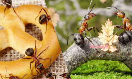 Чудовий спосіб відлякати мурах від будинку: ефективніше за хімічні засоби